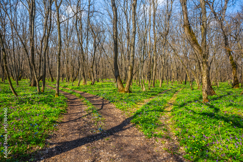 beautiful green spring forest scene