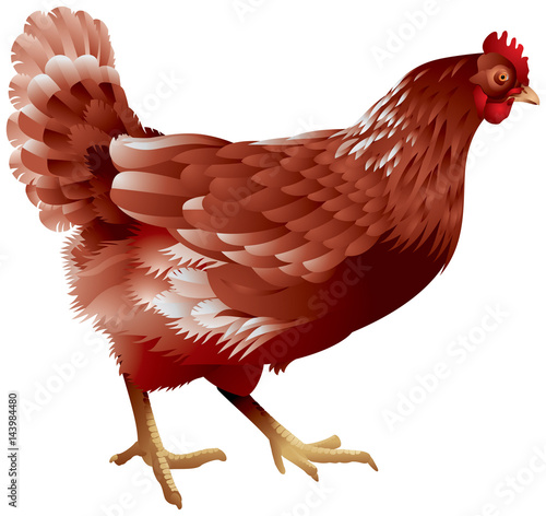 Hen realistic color vector illustration 