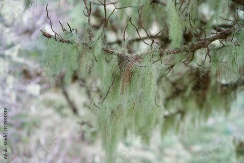lichen at a tree photo