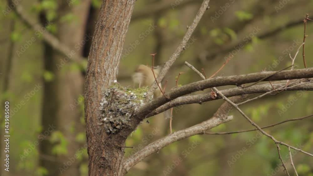A bird (common chaffinch) cautiously flying in to build its nest among tree branches, using fluffy wool A bird (common chaffinch) cautiously flying in to build its nest among tree branches, using fluffy wool
