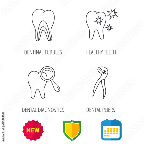 Healthy teeth, dentinal tubules and pliers icons. Dental diagnostics linear sign. Shield protection, calendar and new tag web icons. Vector