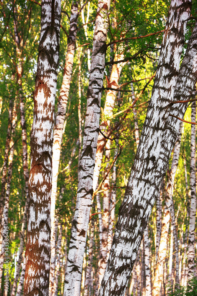 Fototapeta premium summer in sunny birch forest
