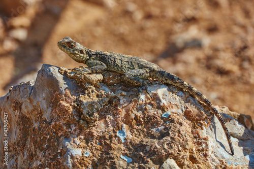 Stellion lizard sitting on a rock photo