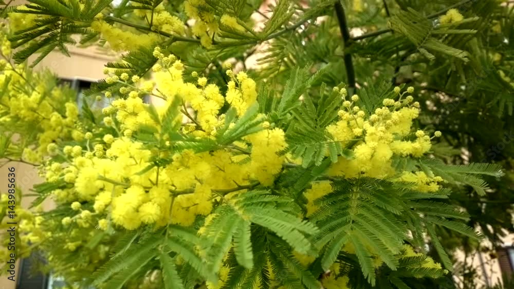 Video Stock fluffy Mimosa tree blooms spring. International women's day