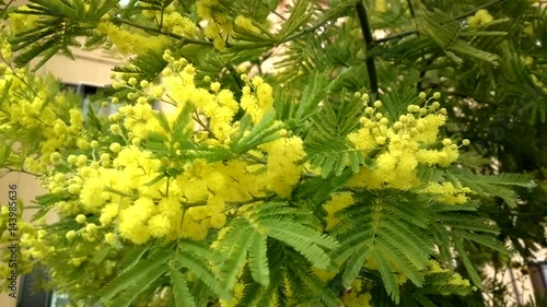 fluffy Mimosa tree blooms spring. International women's day. Sunny yellow mimosa.