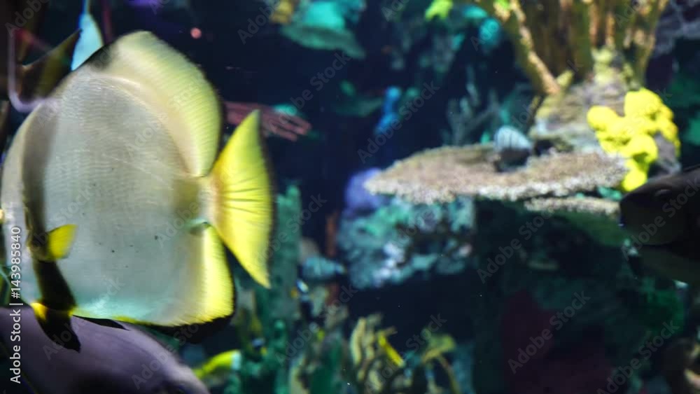 fish swimming fish swimming