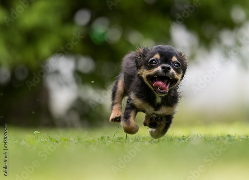 Cute dog running fast