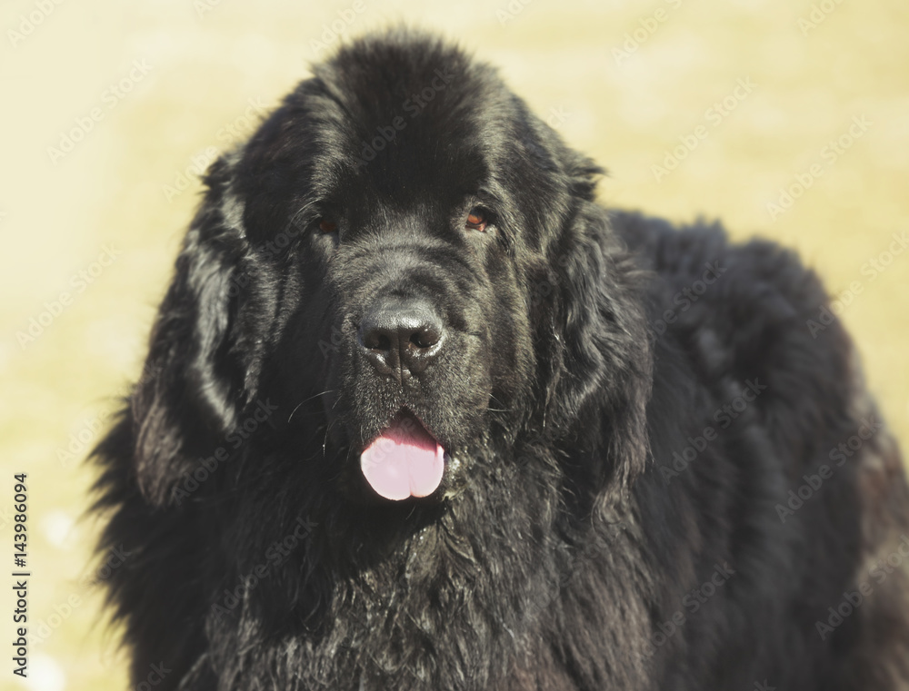 Fototapeta premium Dog specialist with Newfoundland outdoors