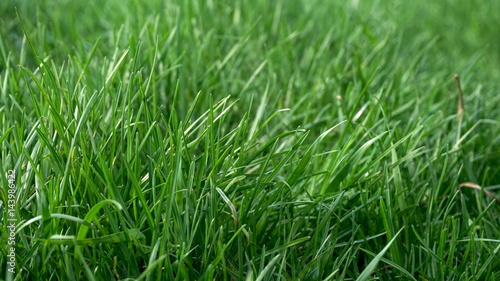 springtime green grass close up background