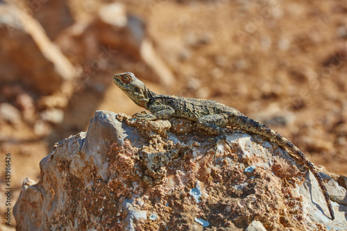 Stellion lizard sitting on a rock photo