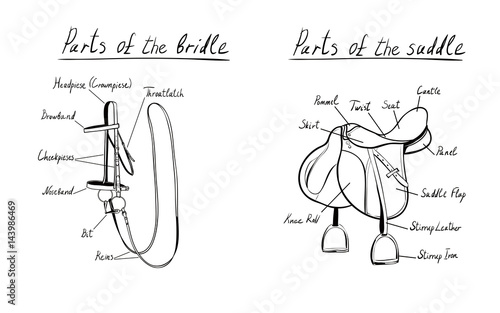 Parts of a saddle and bridle, vector.  The terms of the equestrian equipment. Hand drawn with black line illustration.