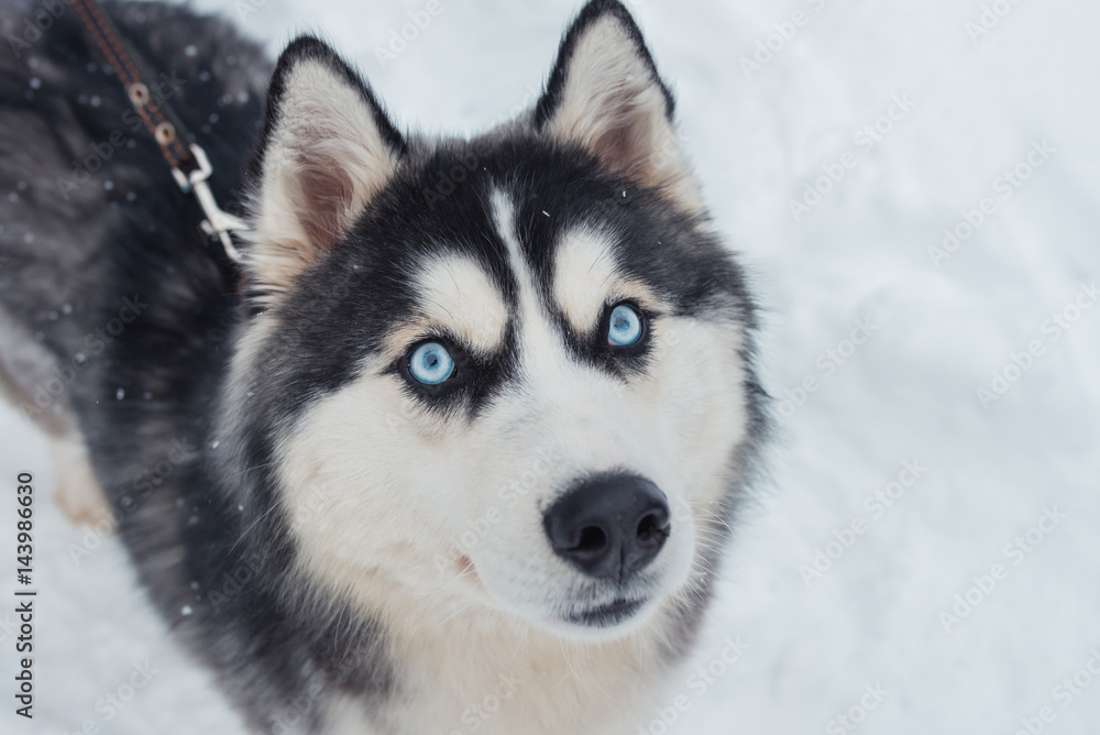 Close up portrait of Husky dog on winter background