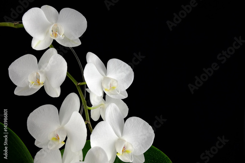 Fototapeta Naklejka Na Ścianę i Meble -  Orchid Phalaenopsis with white flowers on black background.