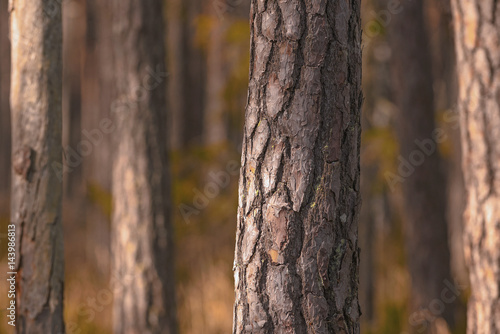 Pine trees in closeup or Pinus sylvestris in mass at a natural reserve photo