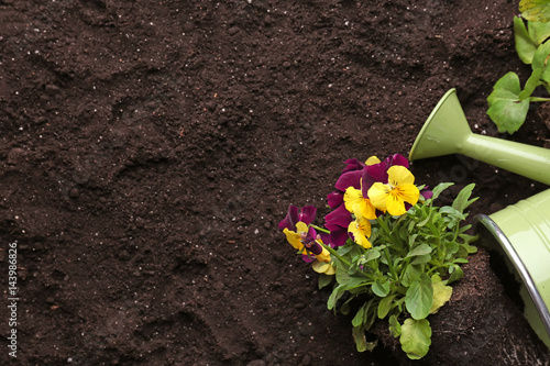 Composition with flowers and watering can on soil background