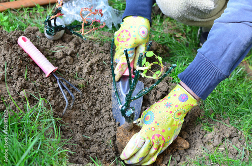 Fototapeta Naklejka Na Ścianę i Meble -  Hands in gloves planting a young rose seedling in a garden
