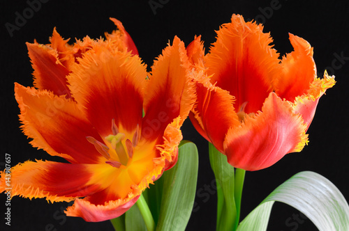 Red tulips with black background