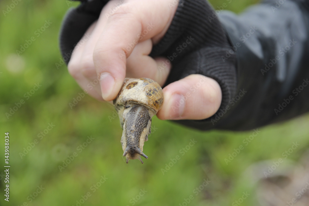 Girl holding a snail which came out of it's shell