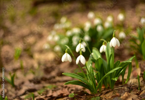 Spring beautiful white snowdrops blooming in the woods