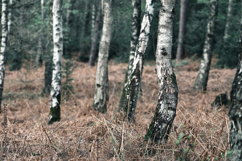 Trunks of birch trees with death ferns. Trunks of birch trees with death ferns.