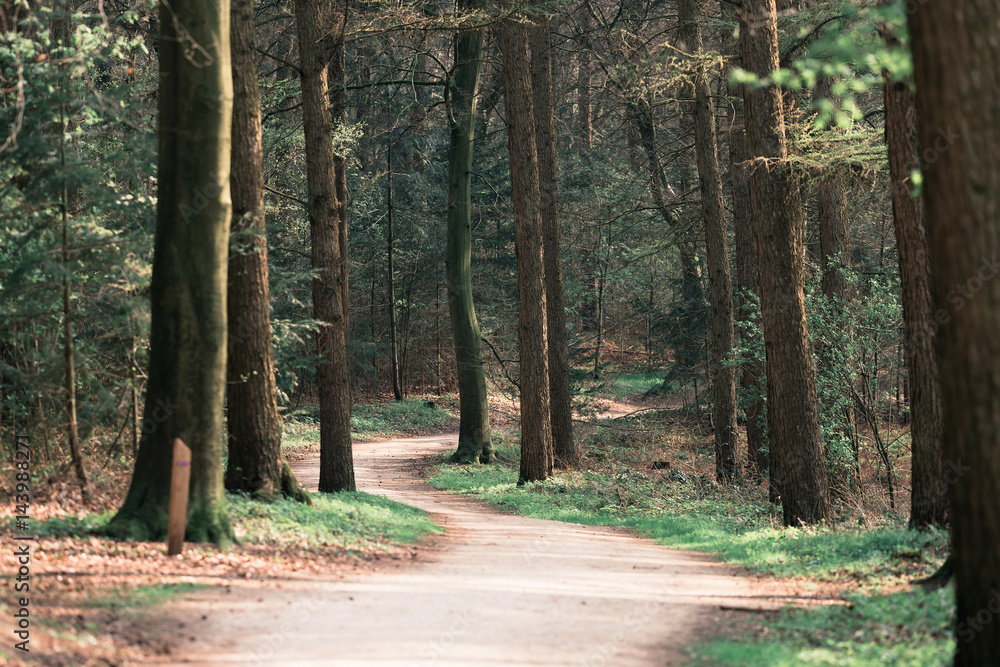 Footpath in spring forest with vanishing point perspective. Footpath in spring forest with vanishing point perspective.