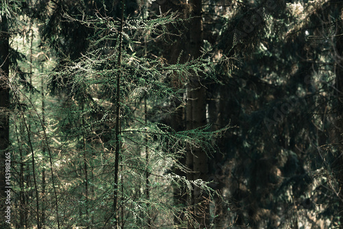 Fresh leaves in pine forest during springtime. photo