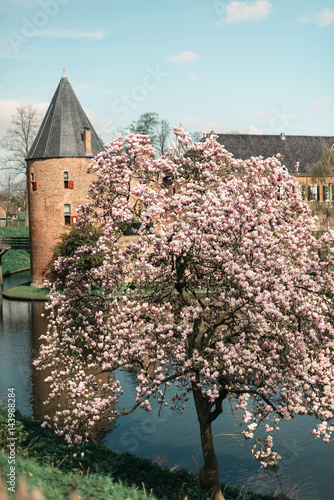 Pink blooming tree with ancient castle in background. photo