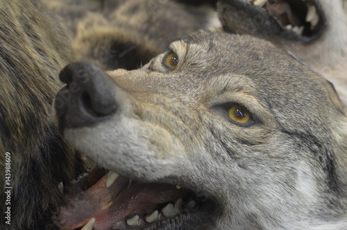 wolf's muzzle close-up