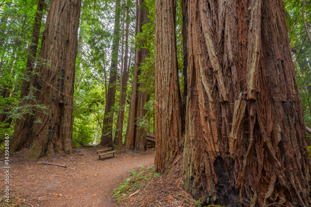 A path in the fairy green forest. Amazing forest of sequoia. Redwood national and state parks. California, USA A path in the fairy green forest. Amazing forest of sequoia. Redwood national and state parks. California, USA
