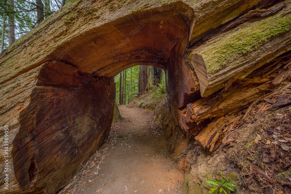 Naklejka premium A passage in a huge log of sequoia. Amazing green forest of sequoia. Redwood national and state parks. California, USA