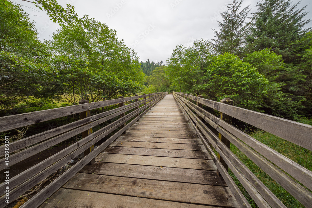 Fototapeta premium A bridge in the fairy green forest. Amazing forest of sequoia. Redwood national and state parks. California, USA