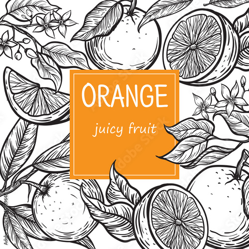Vintage template. Ink hand drawn design with citrus fruits isolated on retro background. Vector illustration of highly detailed citrus fruits sketch