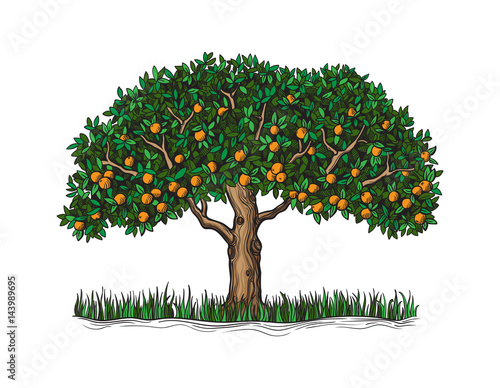 The isolated orange tree with mature fruits on a white background sketch vector illustration
