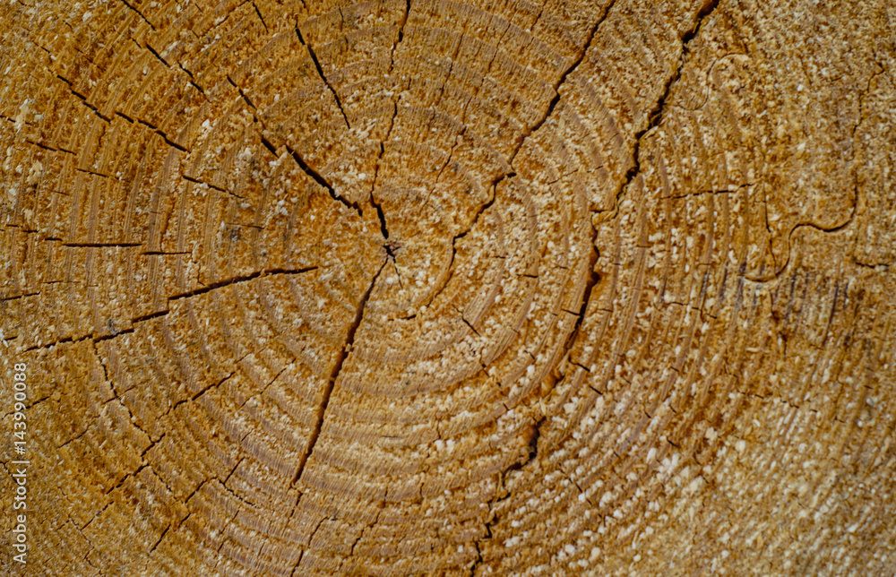 Fototapeta premium Wooden texture for background