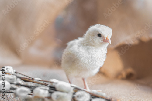 A light yellow little chicken next to a willow branch on a background of rough fabric.