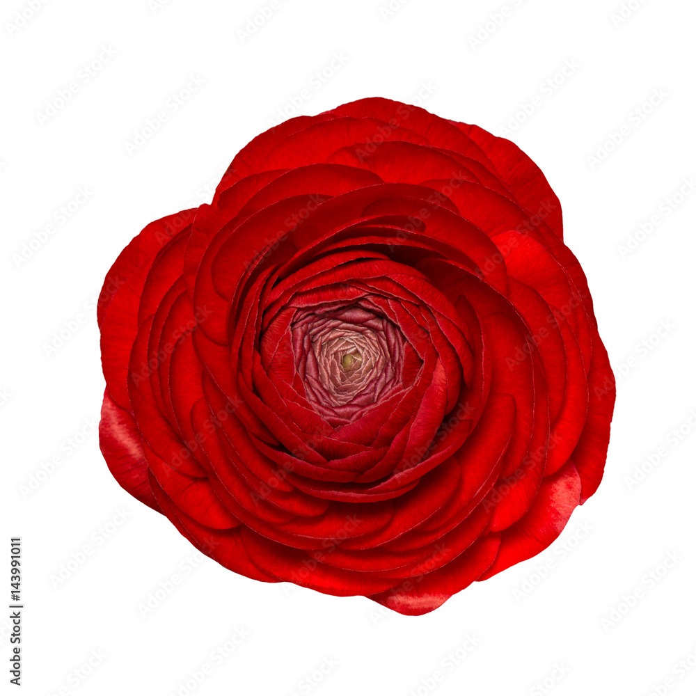 Flower head Red ranunculus isolated white background Flower head Red ranunculus isolated white background