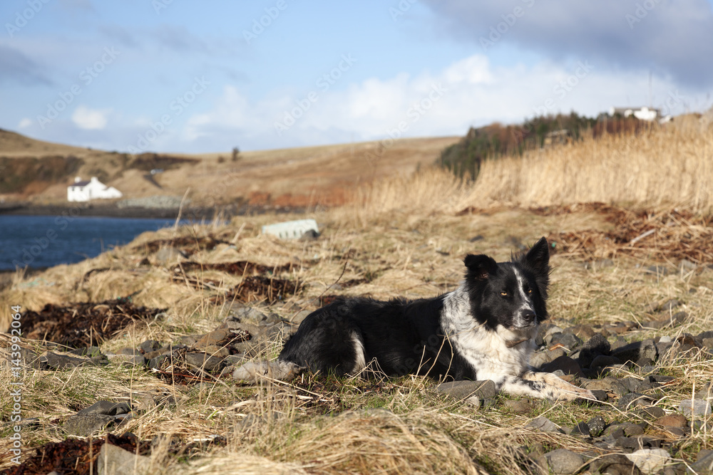 Border collie Border collie