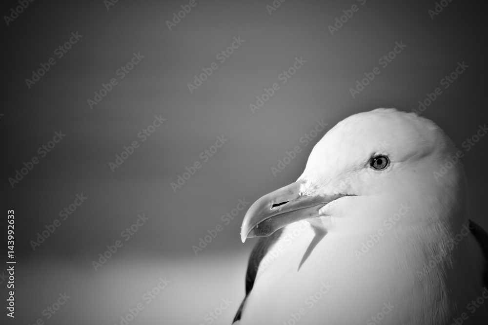 Close up of Seagull face