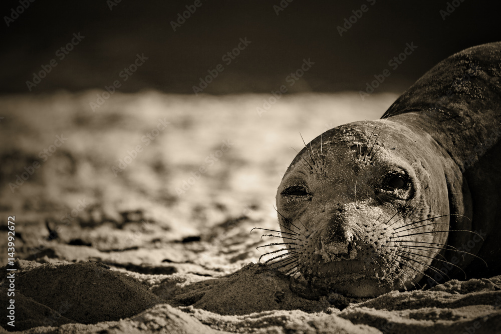 Naklejka premium Elephant Seal Face Close Up