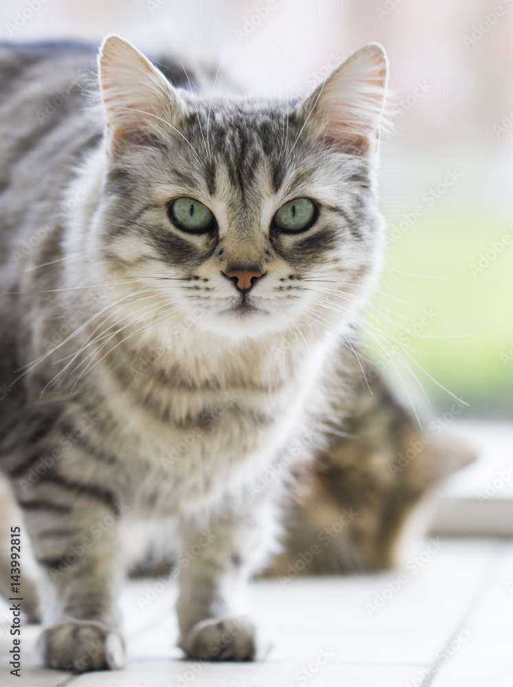 female silver cat of siberian breed