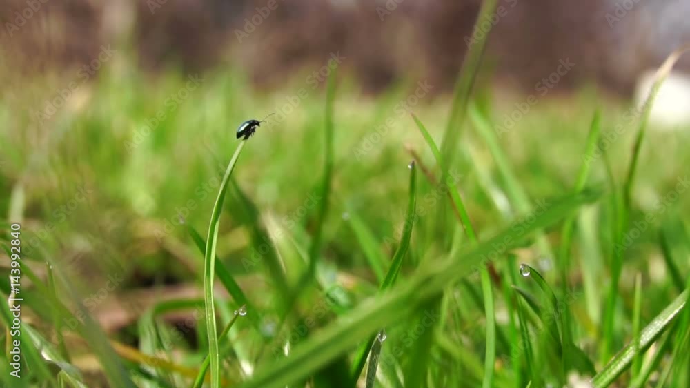 A small black beetle sits on a grass lawn. Slow motion A small black beetle sits on a grass lawn. Slow motion