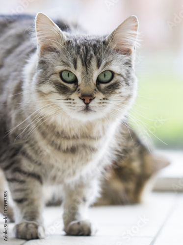 Fototapeta Naklejka Na Ścianę i Meble -  female silver cat of siberian breed