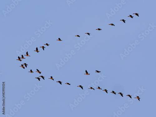 Fotografía 並んで飛ぶ渡り鳥