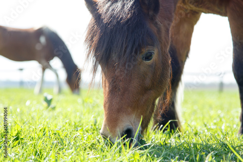 Fototapeta Naklejka Na Ścianę i Meble -  Grasendes Pony