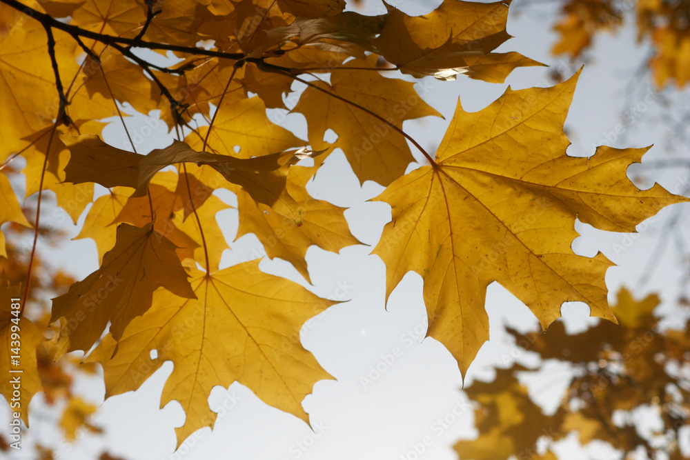 The yellow maple leaves in in Moscow in the autumn The yellow maple leaves in in Moscow in the autumn