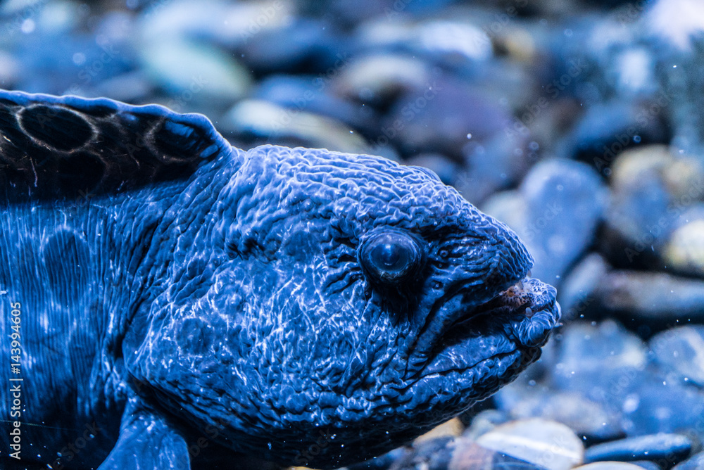 ugly fish