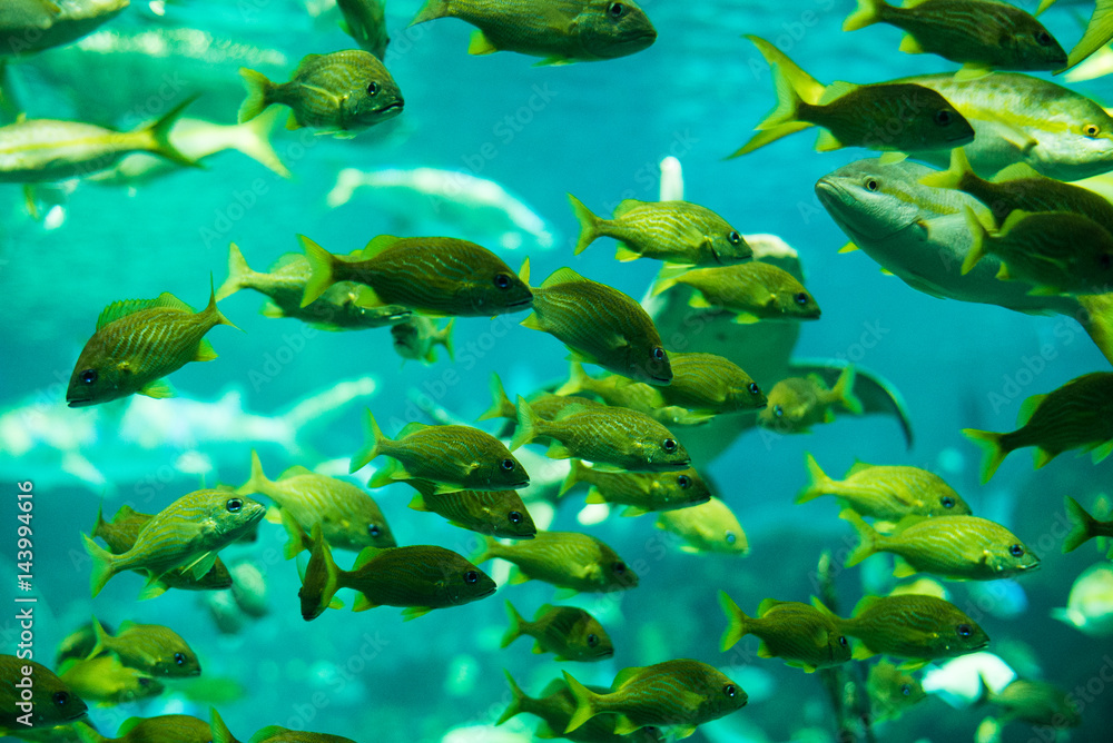 fish swimming