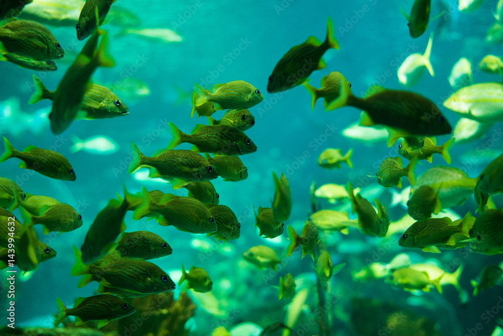 fish swimming
