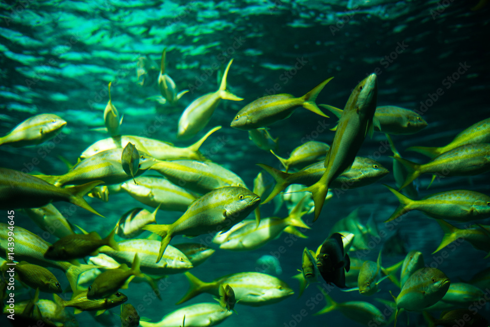 fish swimming
