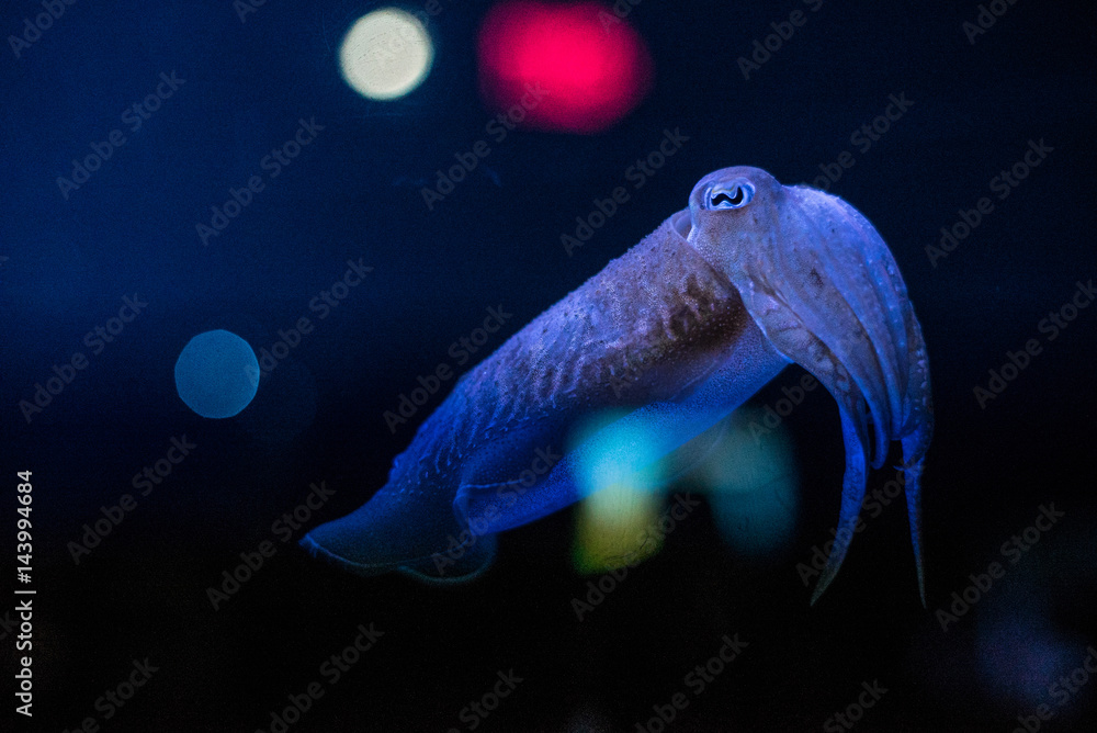 Cuttlefish